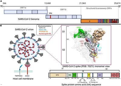 Identifying Markers of Emerging SARS-CoV-2 Variants in Patients With Secondary Immunodeficiency